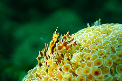 写真　生き物