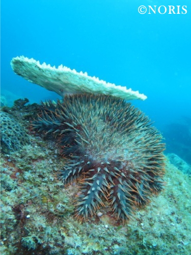 オニヒトデ
