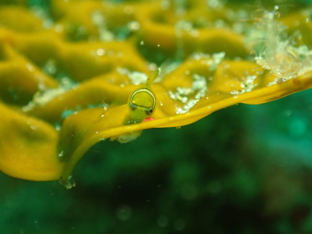 ダンゴウオ