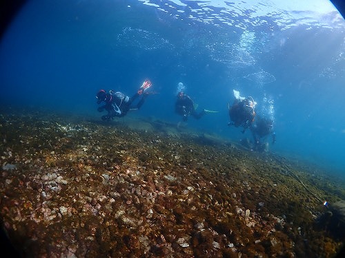 大瀬崎ダイビング