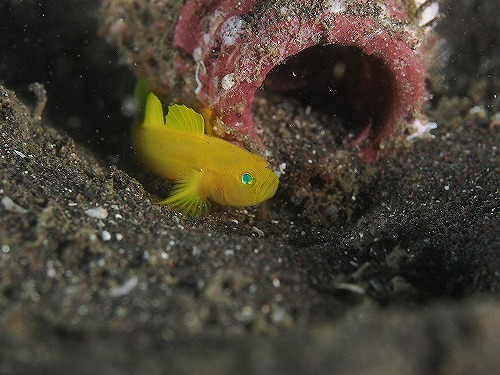 ミジンベニハゼ