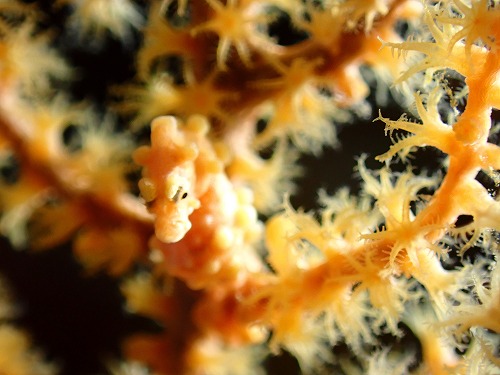 与論島ダイビングツアー【鹿児島県最南端で年越し！！夜のネタ沢山♪】12/30-1/2part2