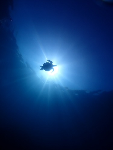 「ウミガメに会いに行こう。日本近海のやさしい大物」