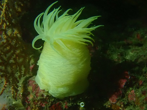 田辺ダイビングツアー【幻の光る○○！？？】4/5